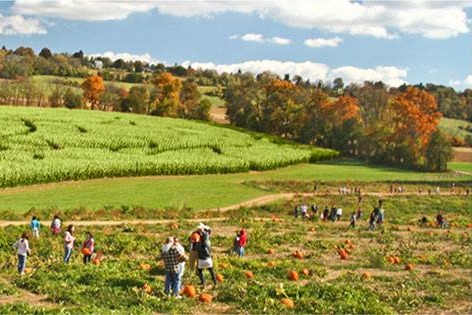 A vibrant pumpkin patch with people picking pumpkins, surrounded by green fields and autumn-colored trees under a blue sky.