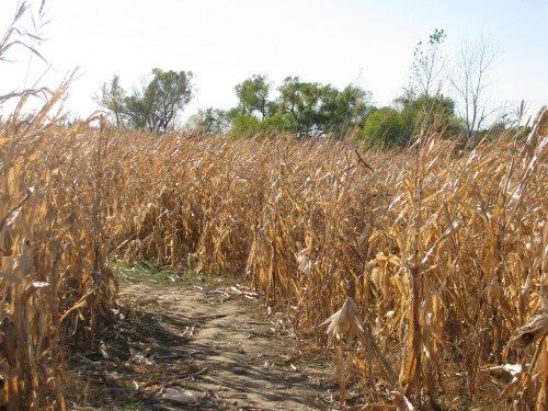 A narrow path through tall, dry corn stalks under a clear sky, with trees visible in the background.
