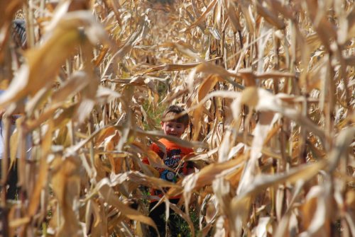 A young boy peeks through tall, dry corn stalks in a field, surrounded by golden leaves.