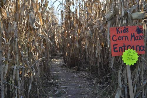 A pathway through a corn maze with a sign for the kids' entrance and a bright yellow sticker indicating corn for sale.