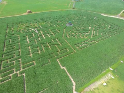 Aerial view of a large corn maze with intricate patterns carved into the green cornfield.