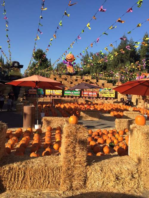 A vibrant pumpkin patch with orange pumpkins, hay bales, and colorful banners under a clear blue sky.