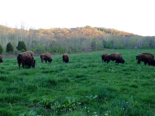 A herd of bison grazing in a lush green field with rolling hills in the background.