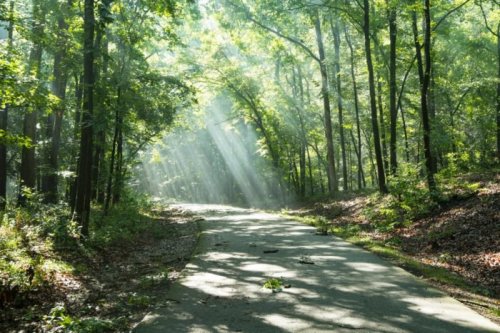 Sunlight streams through trees onto a winding path in a lush, green forest.