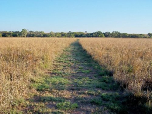 A grassy path cuts through a golden field under a clear blue sky, leading towards a tree line in the distance.