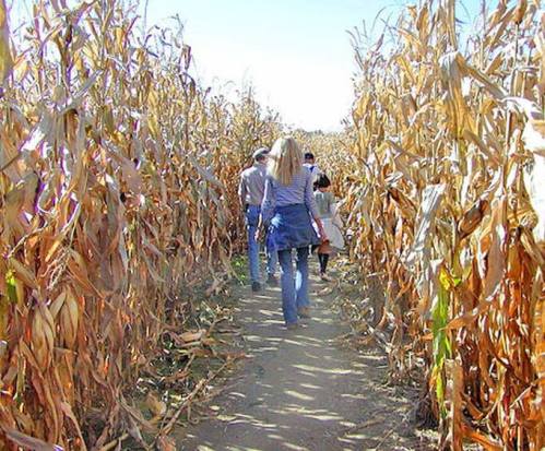 A group of people walking through a narrow path in a corn maze surrounded by tall, dried corn stalks.