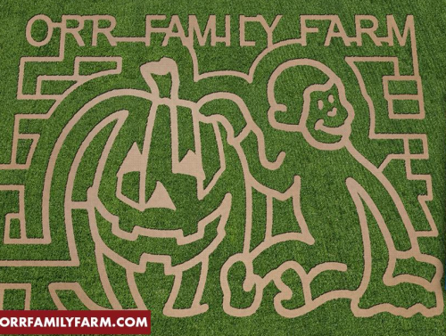 Aerial view of a corn maze featuring a pumpkin and a monkey design, with "ORR FAMILY FARM" text above.