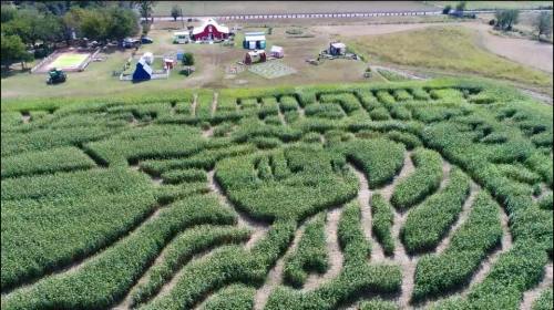 Aerial view of a corn maze shaped like a heart, surrounded by fields and small structures.