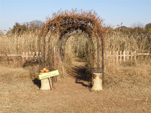 A rustic archway covered in dried vines leads into a grassy path, with a sign reading "Corn Maze" and pumpkins nearby.