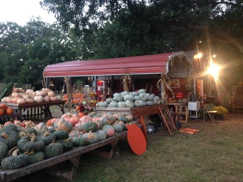 A rustic market stand displays various pumpkins and gourds under a red awning, surrounded by trees at sunset.