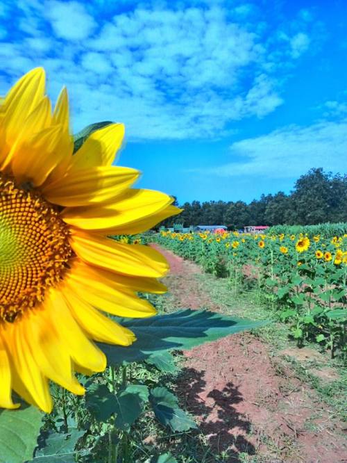 A close-up of a vibrant sunflower in a field, with more sunflowers and a blue sky in the background.