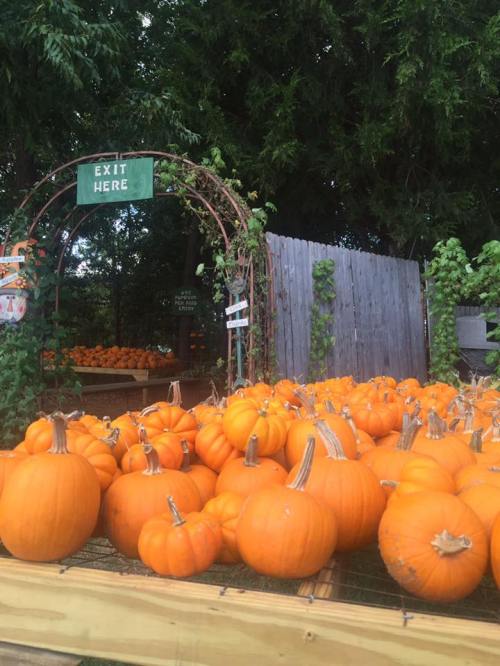 A display of bright orange pumpkins at a farm, with an "Exit Here" sign and greenery in the background.