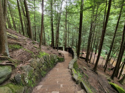 A winding stone path leads through a lush green forest with tall trees and soft moss covering the ground.
