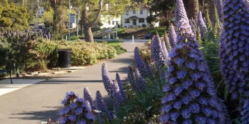 A pathway lined with vibrant purple flowers, leading to a white house in a lush, green park setting.