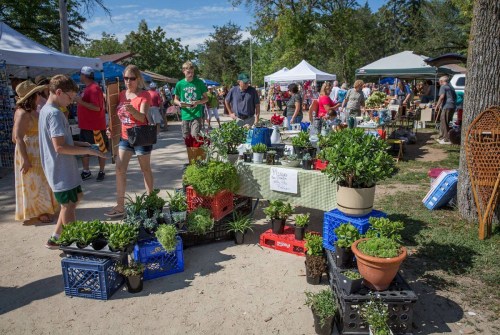 A bustling outdoor market with people browsing various plants and flowers displayed on tables and crates.