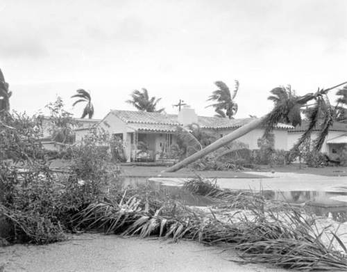 A damaged house surrounded by fallen trees and debris, with strong winds and overcast skies.