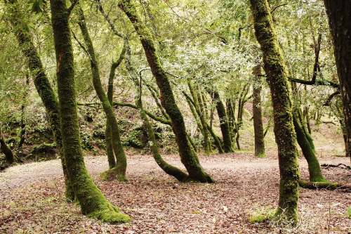 A serene forest scene with moss-covered trees and a carpet of fallen leaves on the ground.
