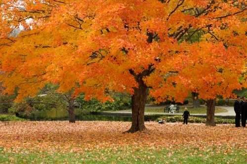 A vibrant orange tree in autumn, surrounded by fallen leaves, with people walking in a park.