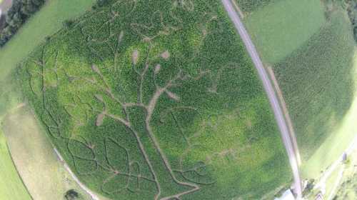 Aerial view of a large corn maze shaped like a tree with intricate leaves, surrounded by green fields and a road.