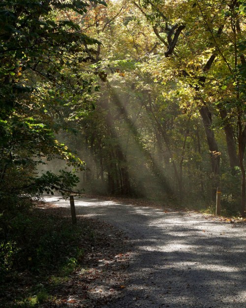 A winding gravel path through a forest, illuminated by sunlight filtering through the trees.