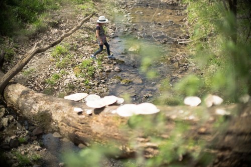 A person walks along a creek, with a fallen tree and mushrooms in the foreground, surrounded by greenery.