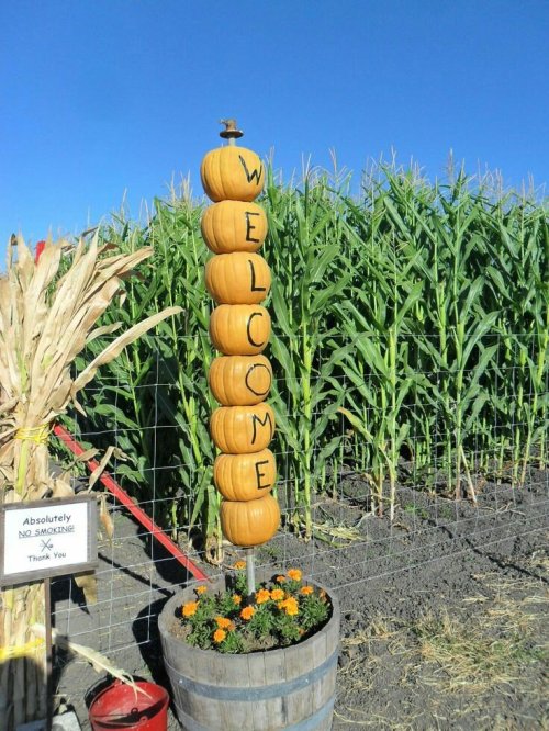 A stack of pumpkins with "WELCOME" carved on them, surrounded by cornfields and flowers in a wooden barrel.