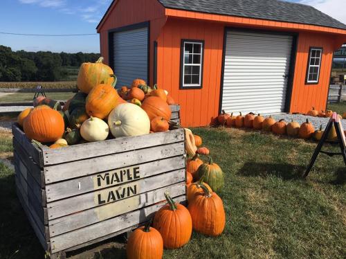 A wooden crate labeled "MAPLE LAWN" filled with pumpkins, next to an orange shed and a field in the background.
