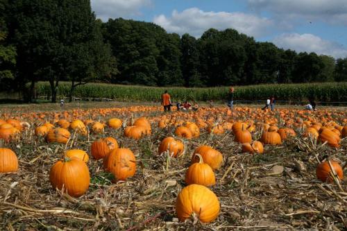 A pumpkin patch filled with bright orange pumpkins and people picking pumpkins under a blue sky with fluffy clouds.