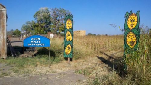 Sign for a corn maze entrance, flanked by colorful corn-themed decorations, with tall grass and a rustic backdrop.