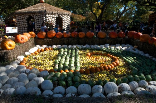A colorful display of pumpkins and gourds arranged in a circular pattern, with a thatched-roof structure in the background.