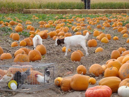 A goat and a chicken explore a pumpkin patch filled with numerous pumpkins scattered across the field.