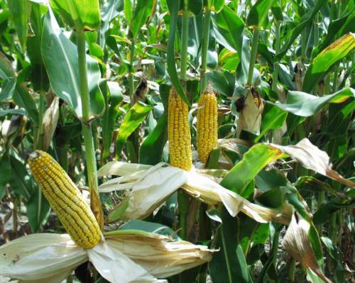 Close-up of corn plants with yellow ears of corn surrounded by green leaves in a field.