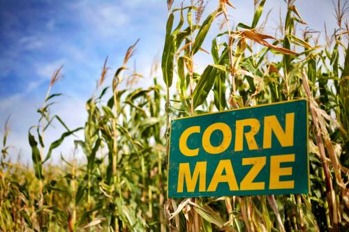 A green sign reading "CORN MAZE" stands among tall corn plants under a blue sky.
