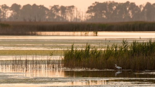 A serene wetland scene at sunset, featuring tall grasses and a solitary bird near the water's edge.