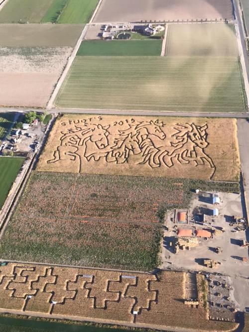 Aerial view of a large corn maze featuring horse designs, surrounded by fields and farmland.
