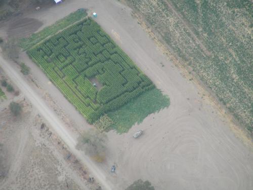 Aerial view of a corn maze shaped like a maze, surrounded by green fields and dirt paths.