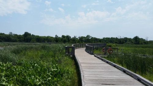A wooden boardwalk winds through lush green marshland under a bright blue sky with scattered clouds.