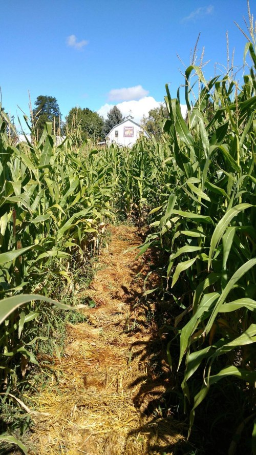 A narrow path through tall corn plants, leading to a white building under a clear blue sky.