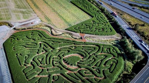 Aerial view of a large, intricate corn maze surrounded by fields and a highway.