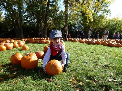 A child in a hat and bandana crouches among pumpkins in a sunny field, with people in the background.