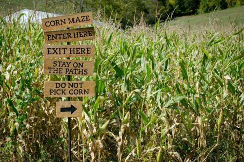 A wooden sign in a cornfield with directions for a corn maze: "Enter Here," "Exit Here," "Stay on the Paths," "Do Not Pick Corn."