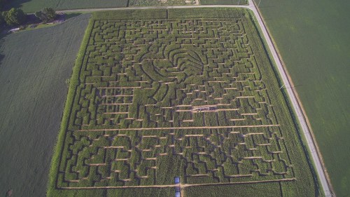 Aerial view of a large corn maze with intricate pathways and a central design, surrounded by green fields.