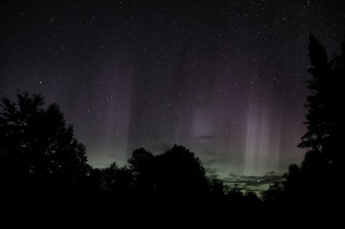 A night sky filled with stars and colorful auroras, silhouetted trees in the foreground.