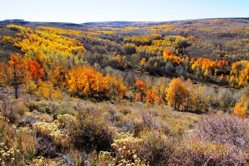 A vibrant landscape of rolling hills covered in autumn foliage, featuring shades of orange, yellow, and green.