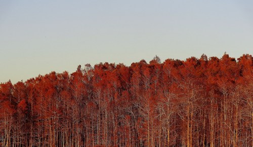 A dense forest of trees with vibrant autumn foliage against a clear sky.