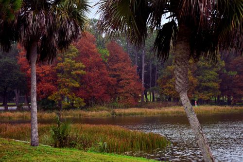 A serene lake surrounded by palm trees and vibrant autumn foliage reflecting in the water.