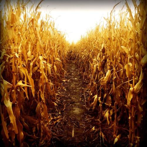 A narrow path through tall, golden corn stalks under a bright sky.