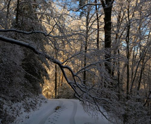 A snowy path winding through a forest, with sunlight filtering through frosted trees.