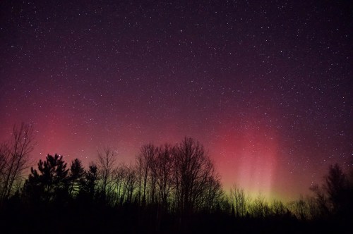 A night sky filled with stars and vibrant auroras, framed by silhouetted trees.
