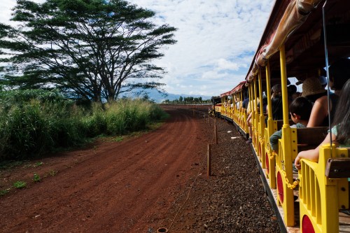 A yellow train travels along a dirt path, surrounded by tall grass and a large tree under a partly cloudy sky.
